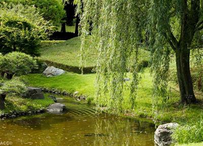 Salix babylonica